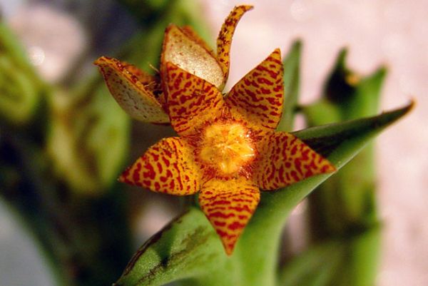 Orbea schweinfurthi