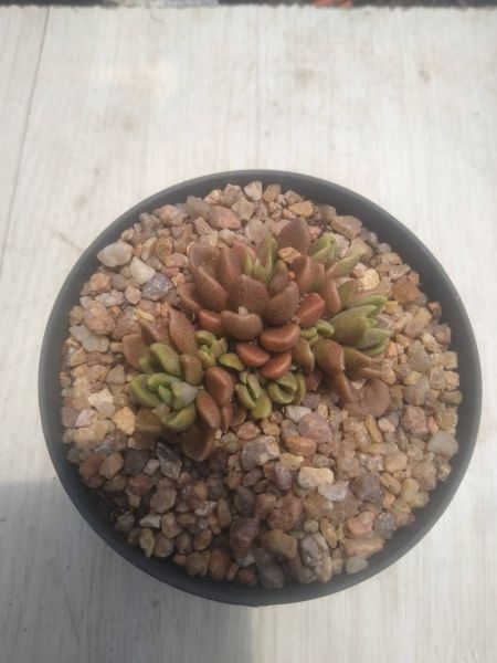 Sinocrassula densiroluta