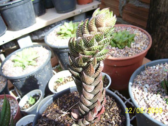 Haworthia coarctata