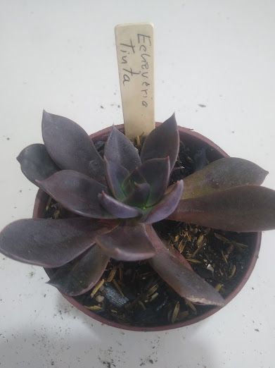 Echeveria tinta