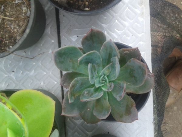 Echeveria blue prince