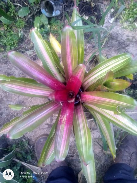 Neoregelia variegada vb01