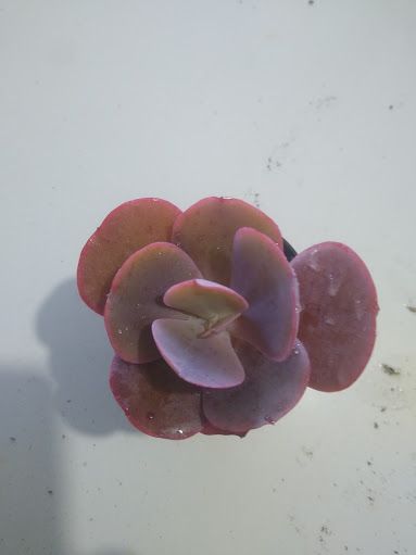 Echeveria mauna brasileira muda