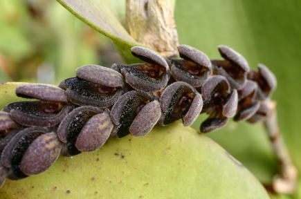 Acianthera saurocephala