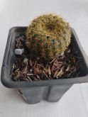 Frailea Pumila