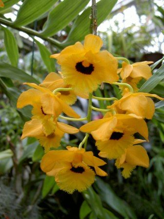 Dendrobium fimbriatum var oculatum