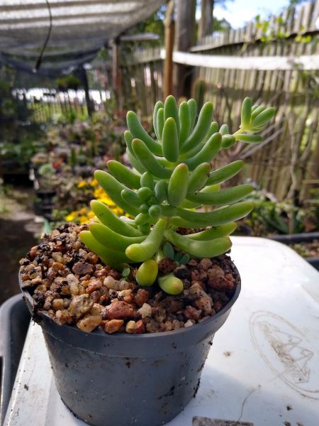 Sedum pachyphyllum