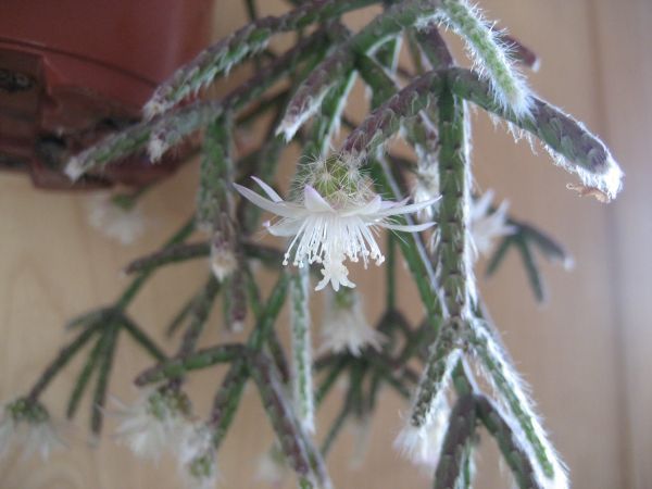 Rhipsalis pilocarpa