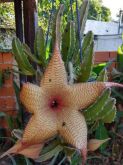 Stapelia gigantea