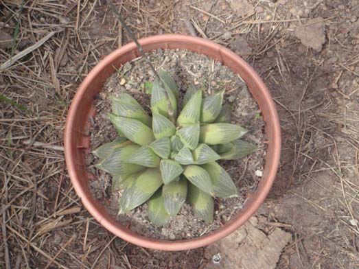 Haworthia Magnifica var acuminata.