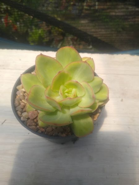 Echeveria lawrence