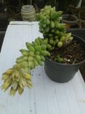 Sedum treleasei