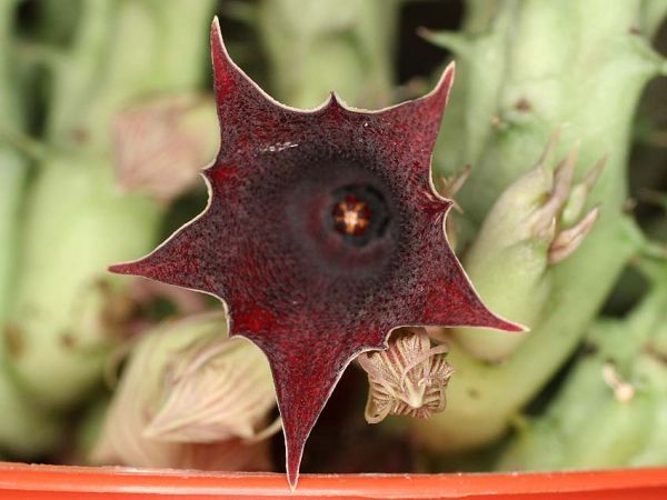 Huernia keniensis