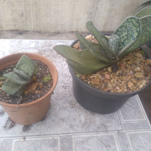 Gasteria SP02 MUDA