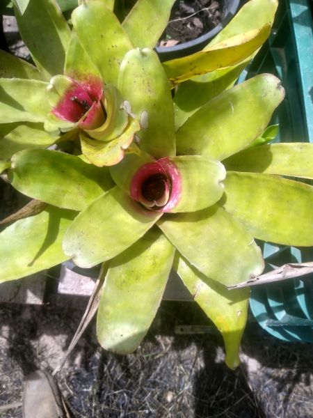 Neoregelia  VB 07