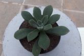 Echeveria pulvinata