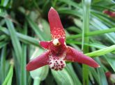 Maxilaria tenuifolia