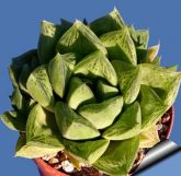 Haworthia cuspidata