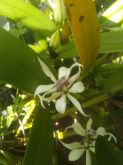 Prostechea fragrans