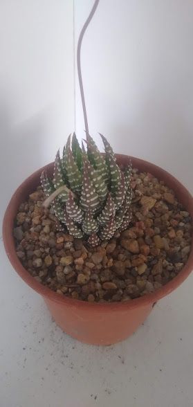 Haworthia sp10