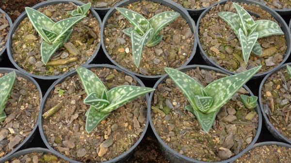 Aloe variegata