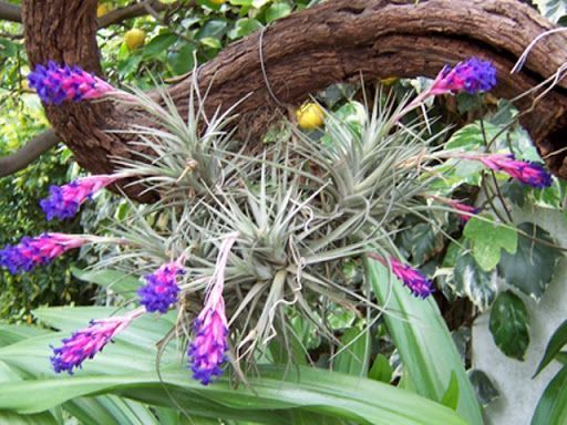 30 Tillandsias por  150,00