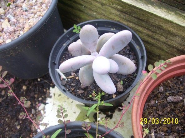 Pachyphytum ametistinum