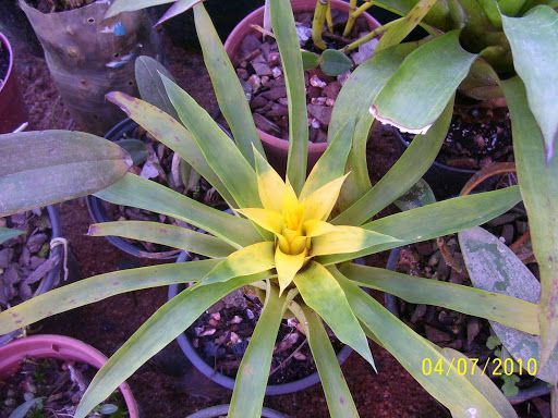 Guzmania hybrid amarela