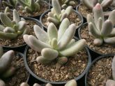 Pachyphytum fitkaui