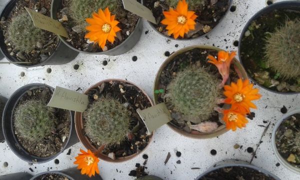 Rebutia Flavistila