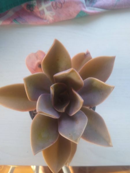 Graptoveria Fred Ives