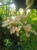 Stanhopea insignis