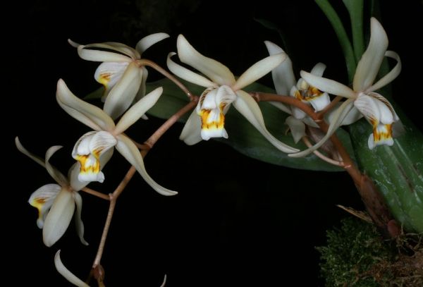 Coelogyne flaccida