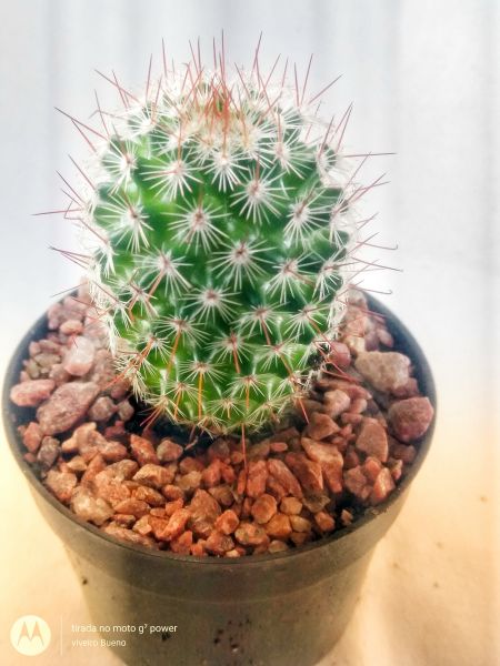 Mammillaria heriana