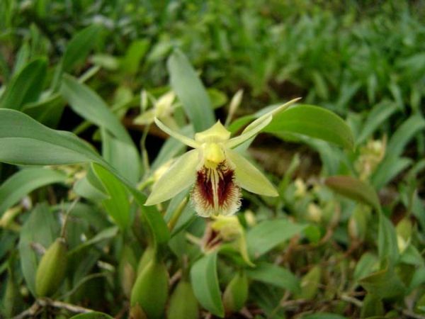 Coelogyne lindleyana