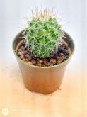 Mammillaria karwinskiana