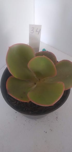 Echeveria gigante 34