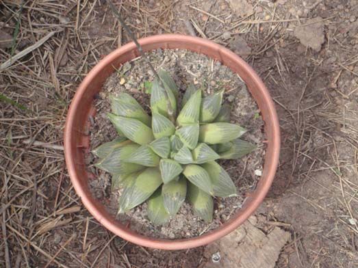 Haworthia magnifica var acuminata