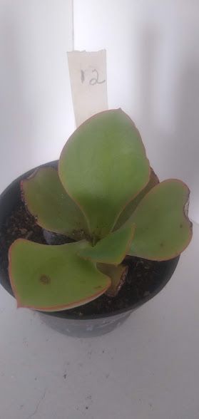 Echeveria gigante muda 12