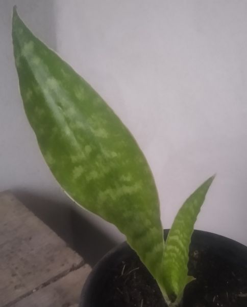 Sansevieria coroa dinamarquesa