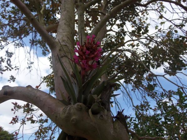 Tillandisia geminiflora