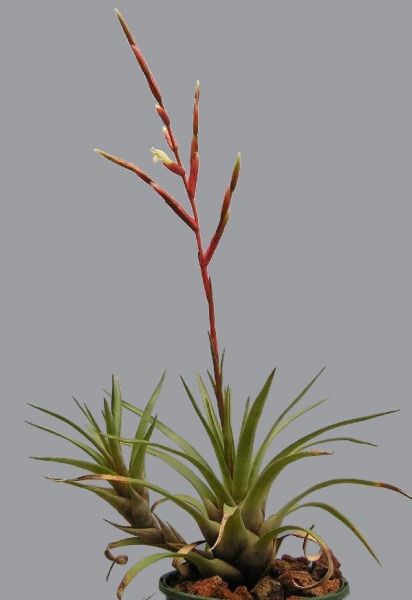 Vriesea corcovadensis