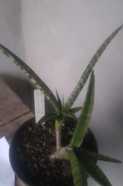 Sansevieria Fermwood