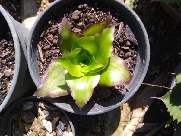 Calisia fragrans