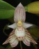 Bulbophyllum ambrosiae