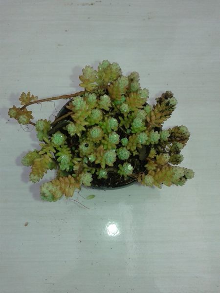 Sedum daysiphilum