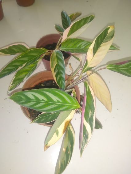 Maranta tricolor