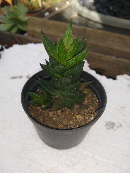 Haworthia hibrid 01