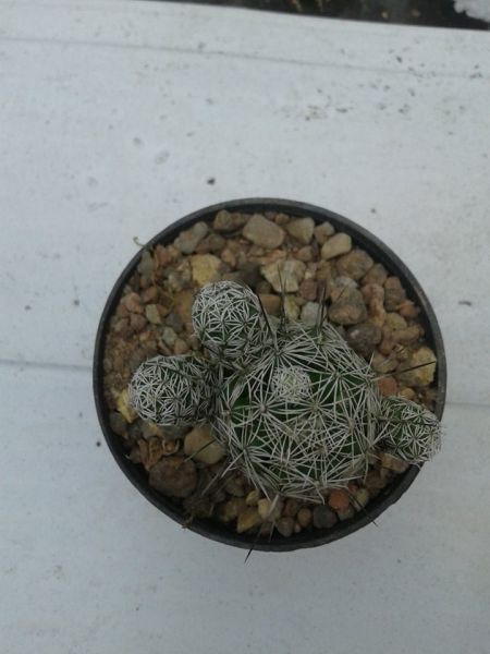 3 mudas de Mammilaria gracilis