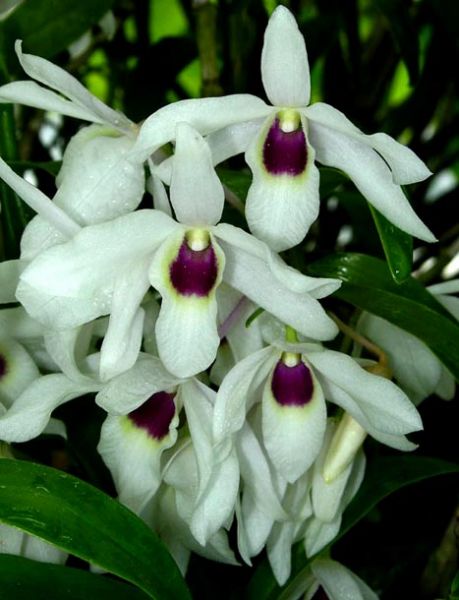 Dendrobium cassiope